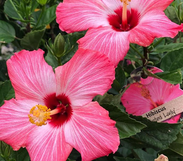 NJ Greenhouse & Garden Center - Chester, NJ