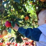 Pick Your Own Apples