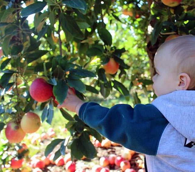 NJ U-Pick Farm - Chester, NJ - apple picking