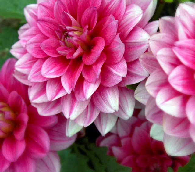 Dahlias: Annuals at Stony Hill Gardens