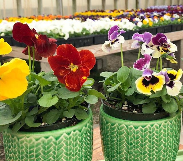 gardens-annuals-pansies-potted