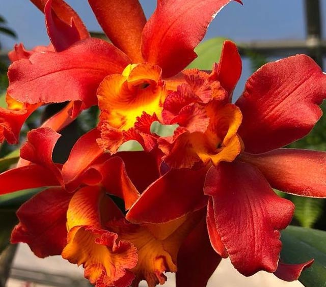 gardens-orchids-cattleya-orange