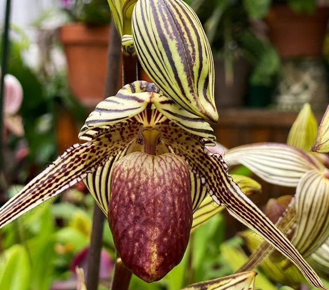 gardens-orchids-ladys-slipper