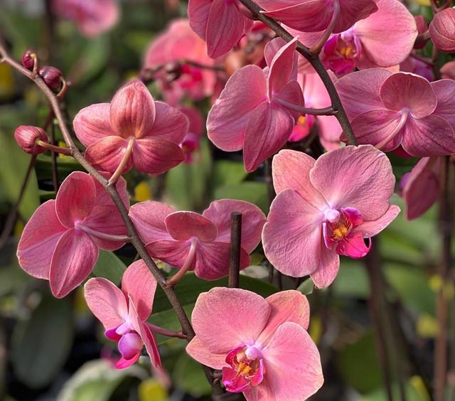 gardens-orchids-phalaenopsis-pink