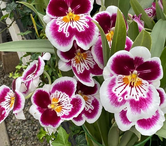 gardens-orchids-pink-white-yellow