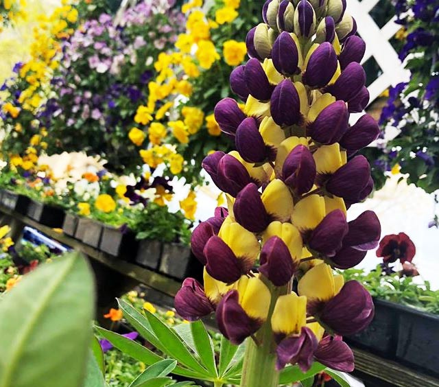 gardens-perennials-lupine