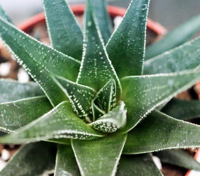 gardens-succulent-plant