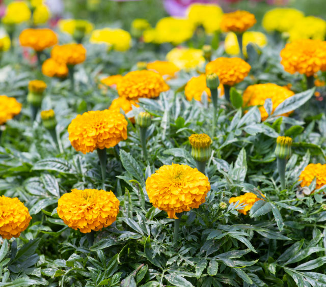 gardens-annuals-marigolds