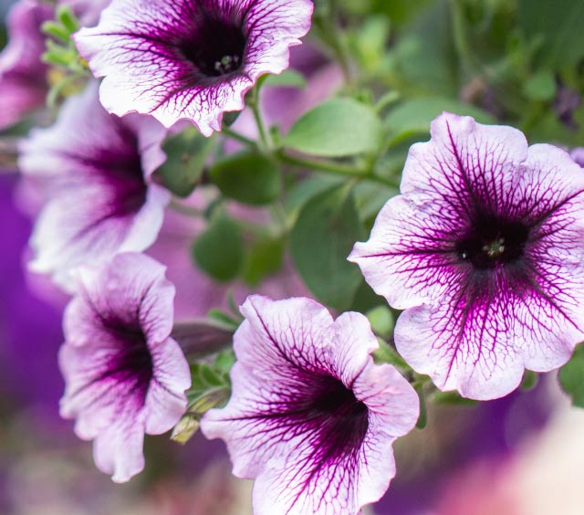 gardens-annuals-wave-petunias