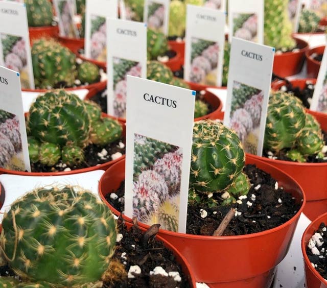 gardens-cactus-plants