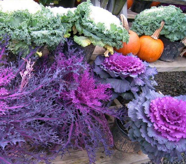 gardens-fall-cabbage-pumpkins-kale