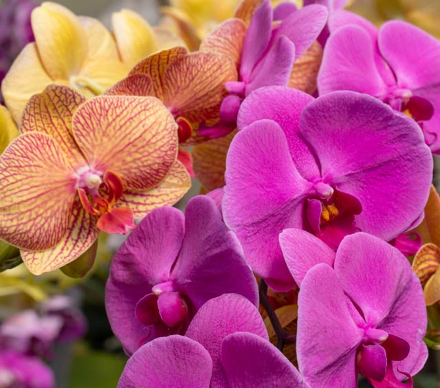 gardens-orchids-phalaenopsis-variety