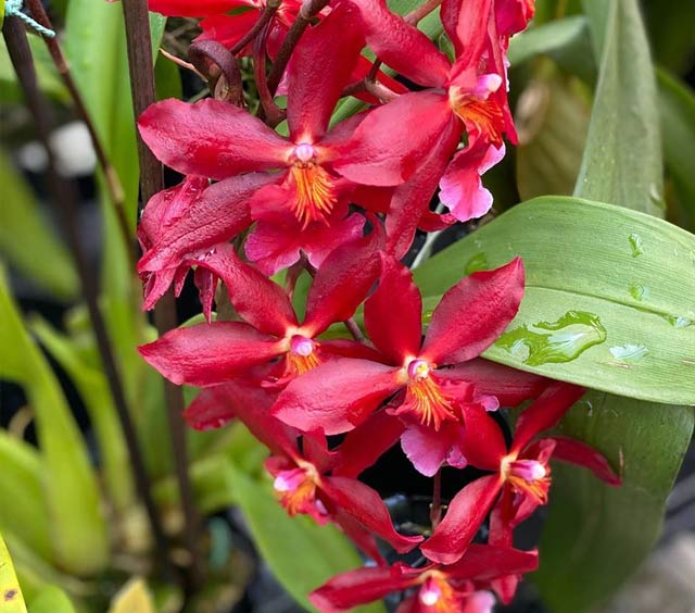 gardens-orchids-unique-varieties-red