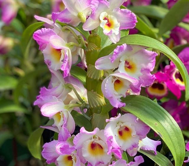 gardens-orchids-unique-varieties