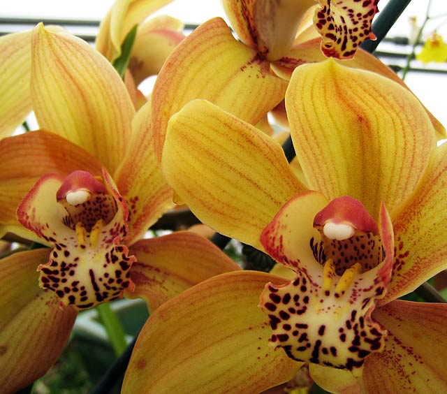 gardens-orchids-yellow-maroon-spotted