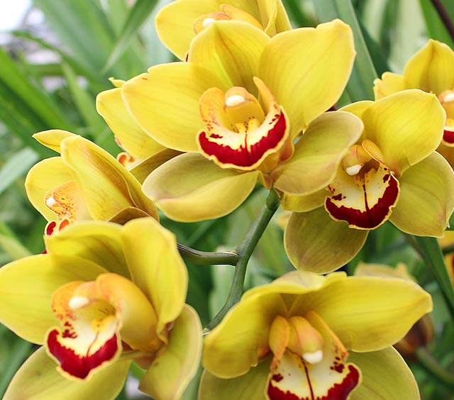 gardens-orchids-yellow-red
