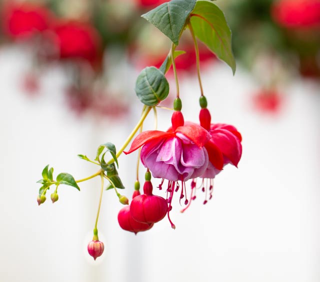 gardens-perennials-fushia