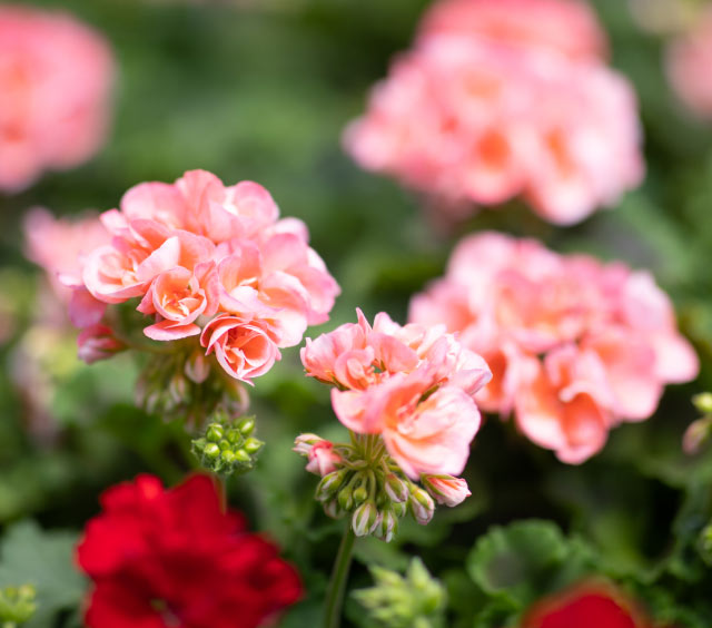 gardens-perennials-geraniums