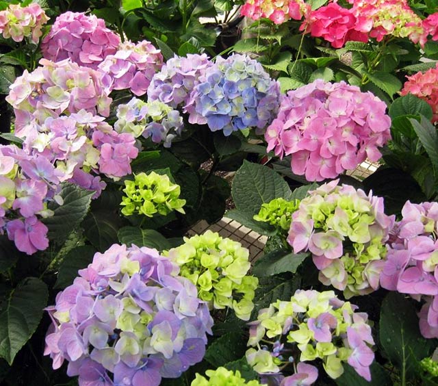 gardens-perennials-hydrangeas-variety