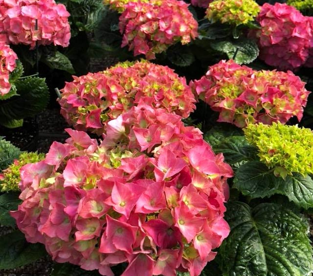 gardens-perennials-hydrangeas