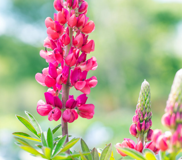 gardens-perennials-lupine-pink