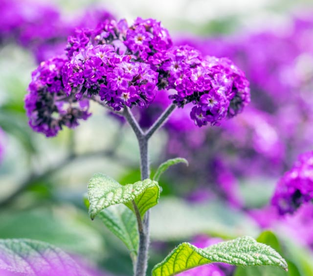 gardens-perennials-purple-blooms