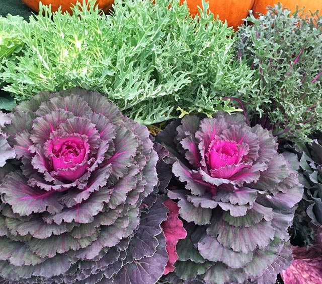 market-fall-kale-cabbage
