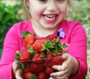 Strawberry Picking at Stony Hill Farms