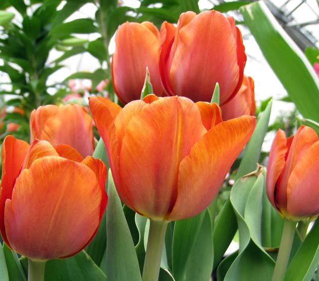 gardens-sping-tulips