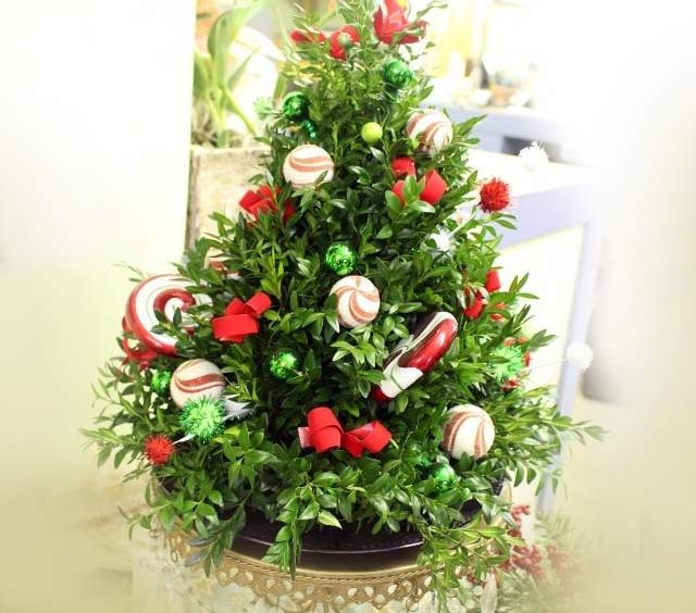 Holiday Boxwood Tree
