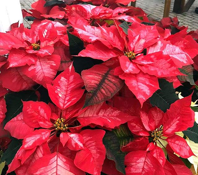 Beautiful Poinsettias at Stony Hill Gardens - Chester, NJ
