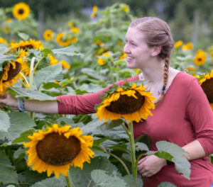Girl picking sunflowers at the NJ Sunflower Festival